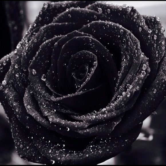 Meet your Posher, Jarvis - Picture 1 of 1